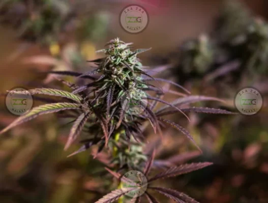 Chemdawg Cannabis in DC