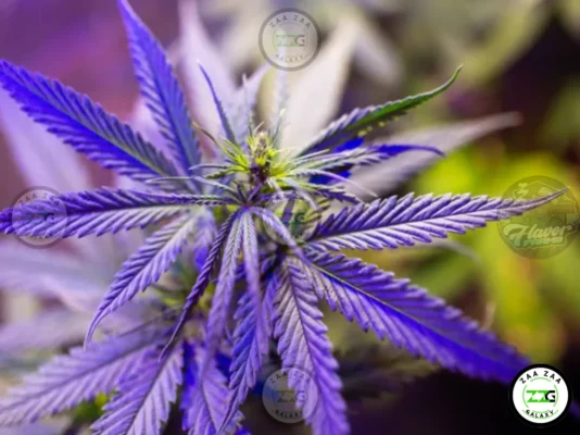 Mochilicious Cannabis in DC