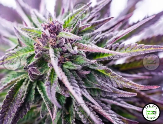 Purple Chem Cannabis in DC