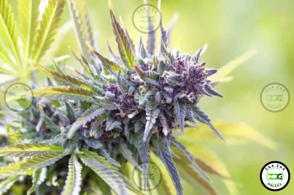 Purple Thai Cannabis in DC