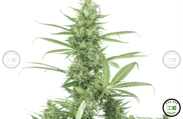 White Gumbo Cannabis In DC