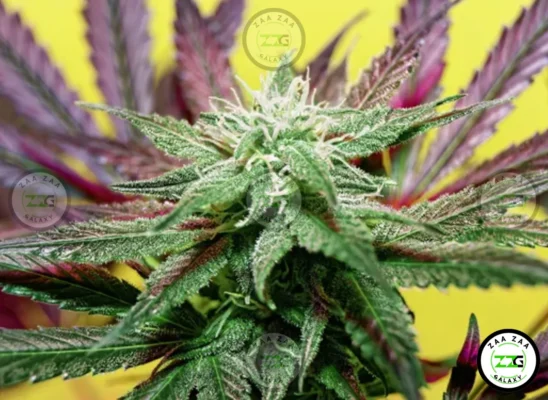 White Zlushie Cannabis in DC