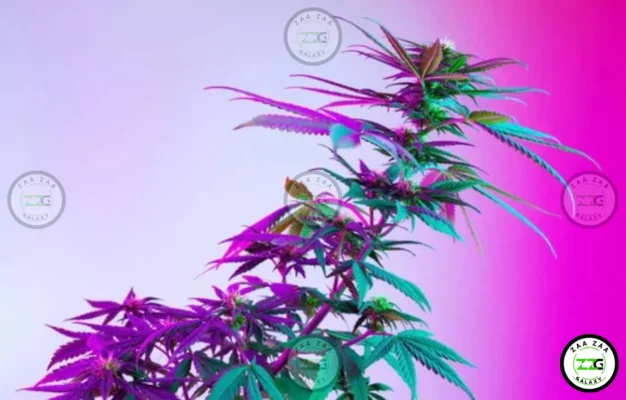 Apple Frosting Cannabis in DC