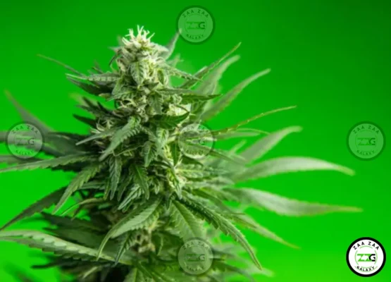 BernieHana Butter Cannabis in DC