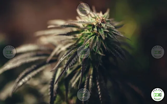 Bubble Bath Cannabis in DC