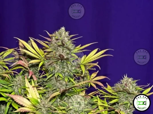 Funnel Cake Cannabis in DC