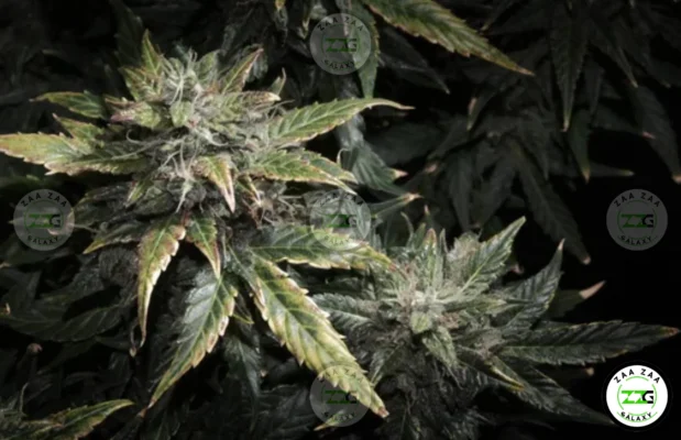 Ghost Vapor Cannabis in DC