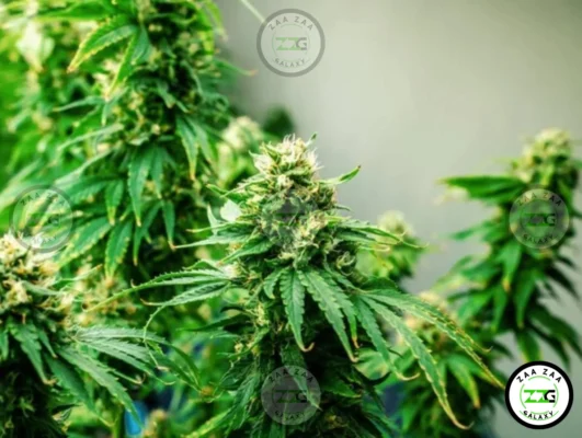 Grease Monkey Cannabis in DC