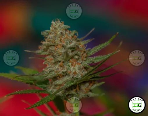 LA KUSH CAKE Cannabis in DC