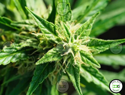 Mai Tai Cookies Cannabis in DC