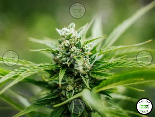 Maui Wowie Cannabis in DC