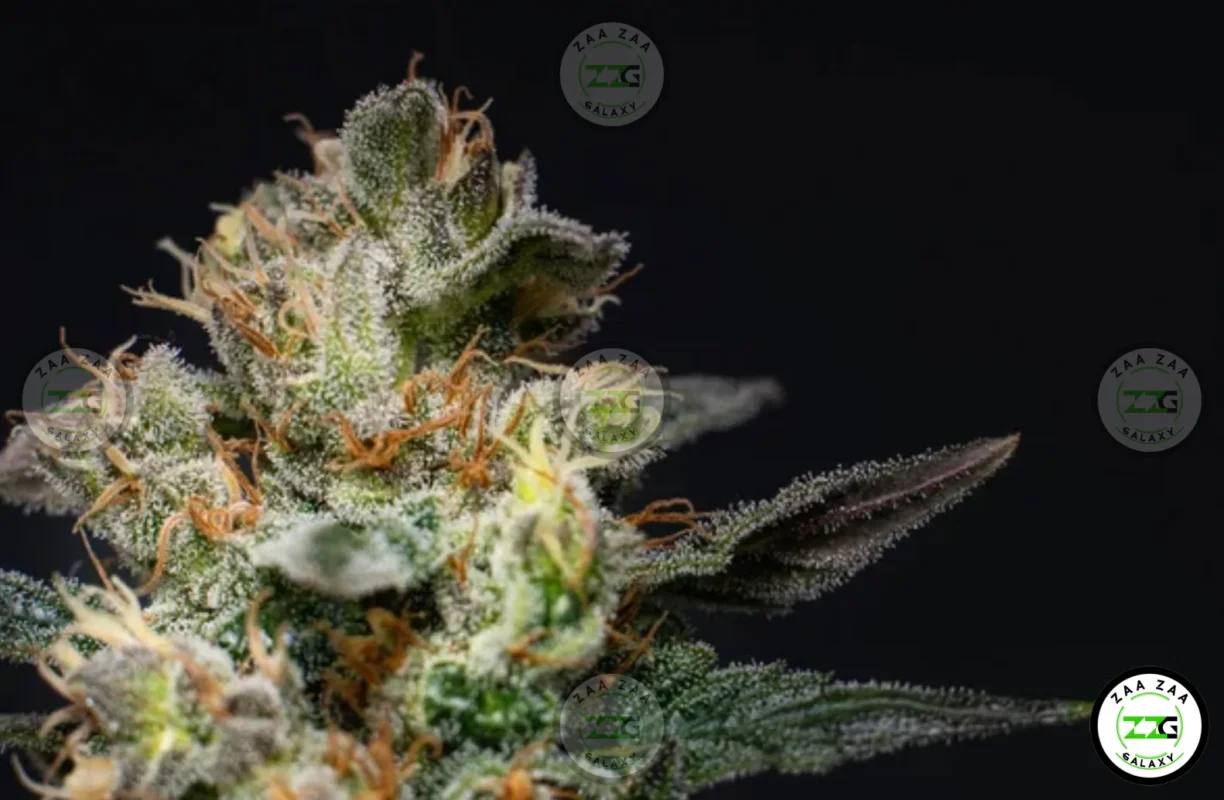 Pineapple Mac Cannabis in DC