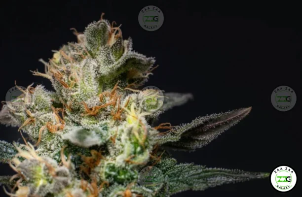 Pineapple Mac Cannabis in DC