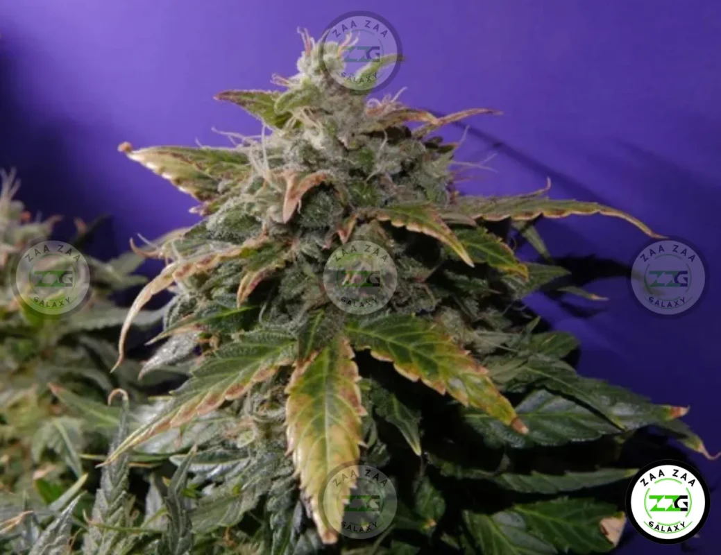 Platinum Punch Cannabis in DC