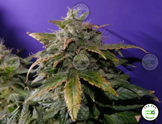 Platinum Punch Cannabis in DC