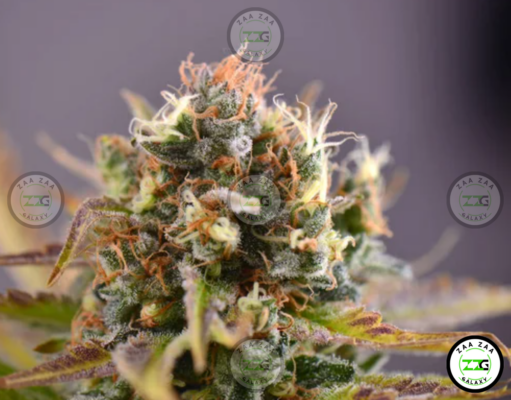 Raspberry Cough Cannabis in DC