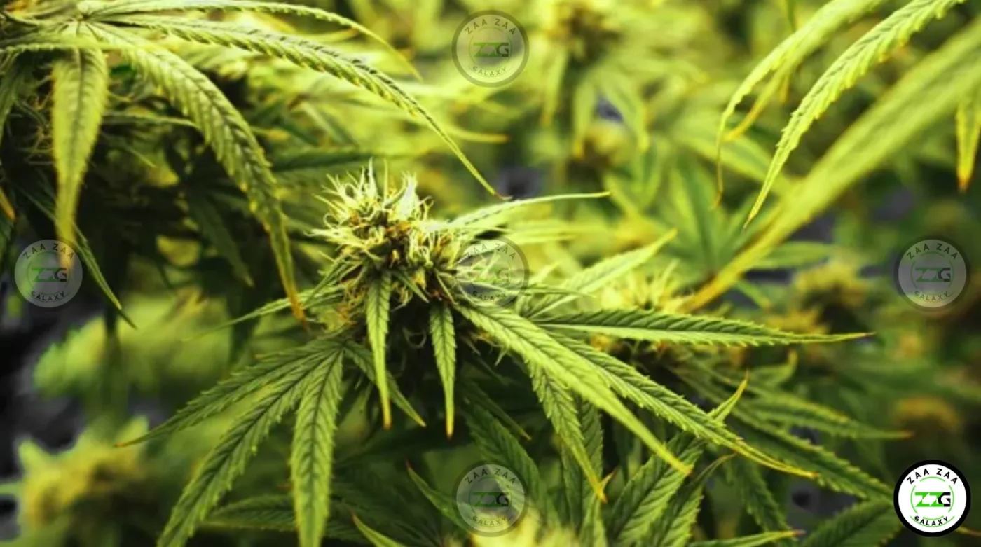 Super Silver Haze Cannabis in DC