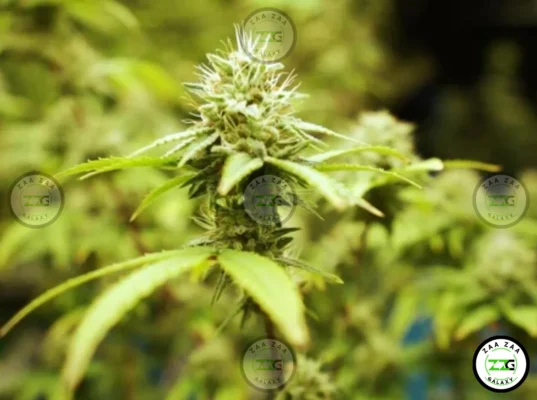 Tequila Sunrise Cannabis in DC