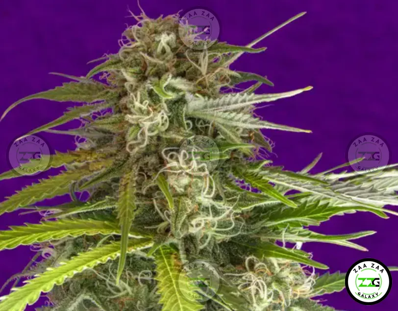 WMD Cannabis in DC