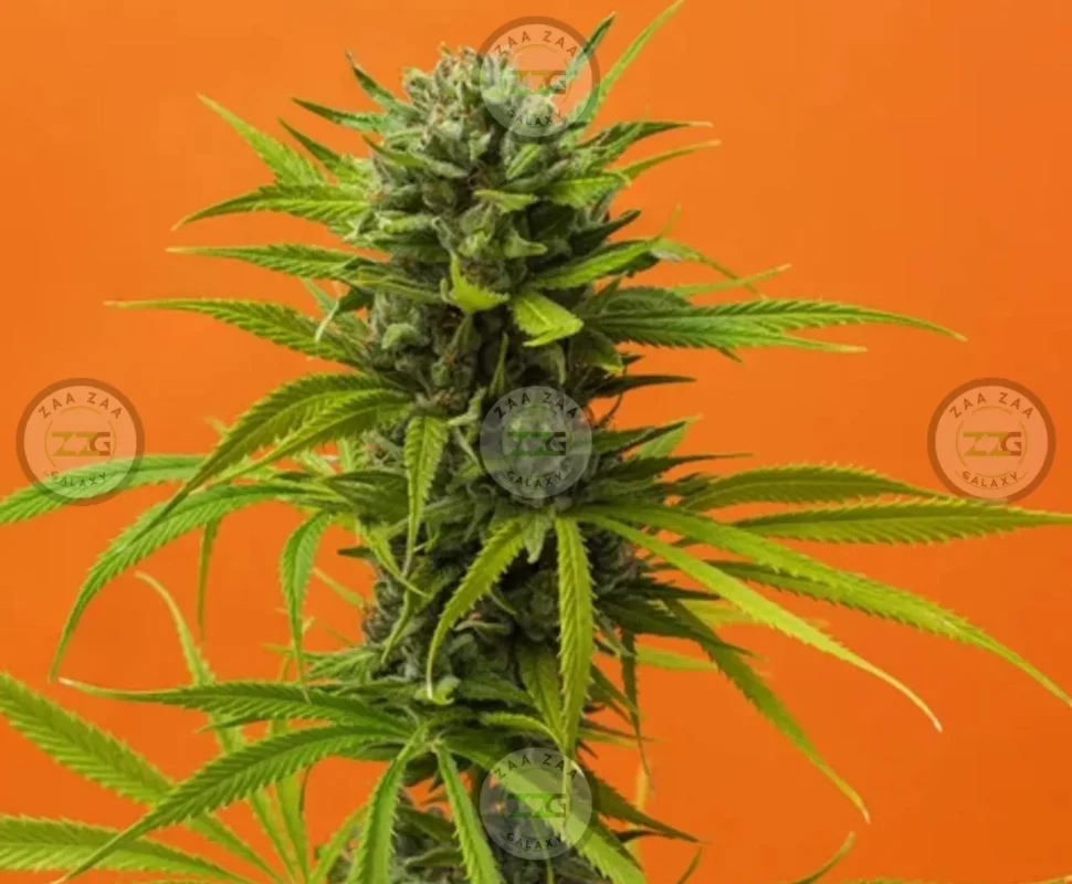 Animal Face Cannabis in DC