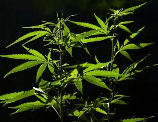 Berries and Cream Cannabis in DC