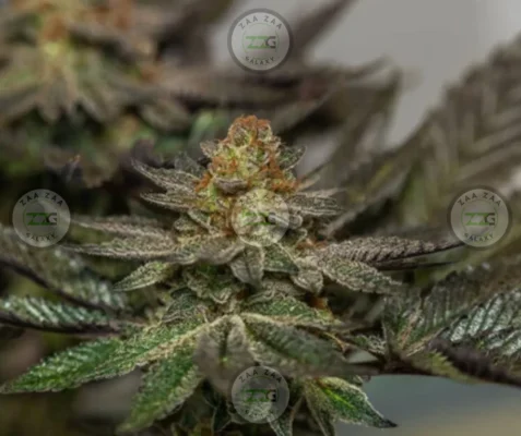 Black Cherry OG Cannabis in DC