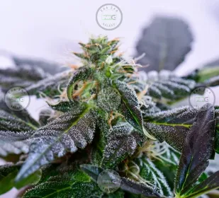 Bombsicle Cannabis in DC