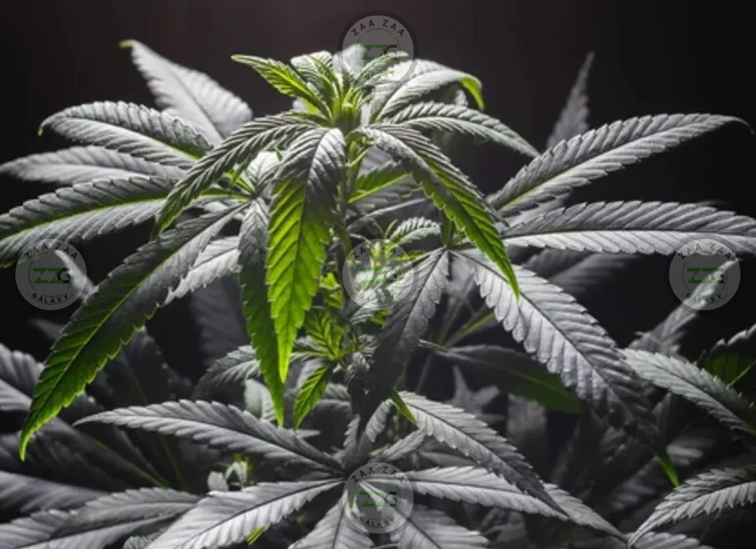Chocolatina Cannabis in DC