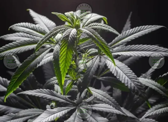 Chocolatina Cannabis in DC