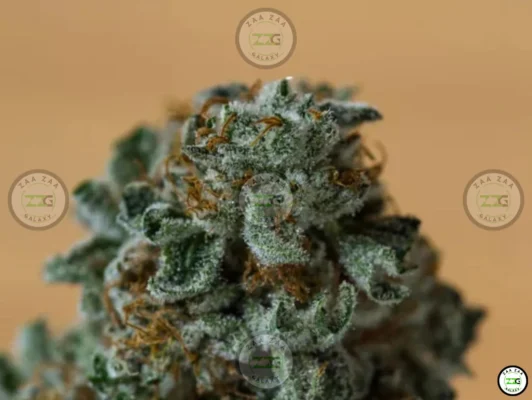 Jet Mints Cannabis in DC