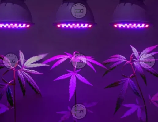 Kali Mist Cannabis in DC