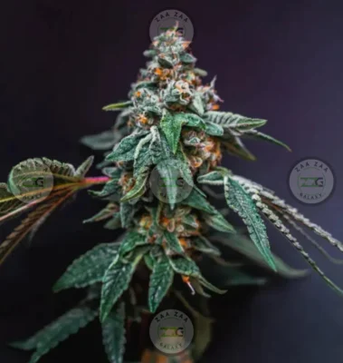 Lemon Cherry Gelato Cannabis in DC