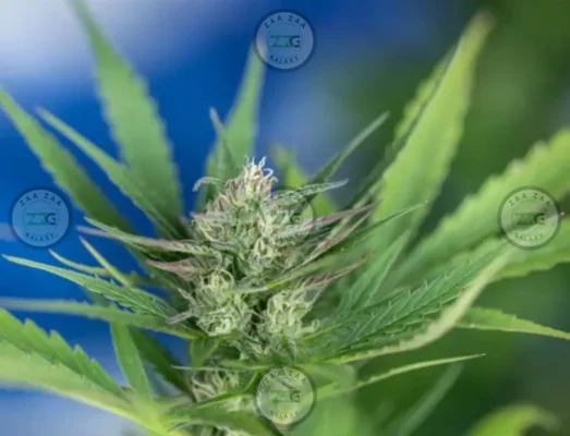Moonbow Cannabis in DC