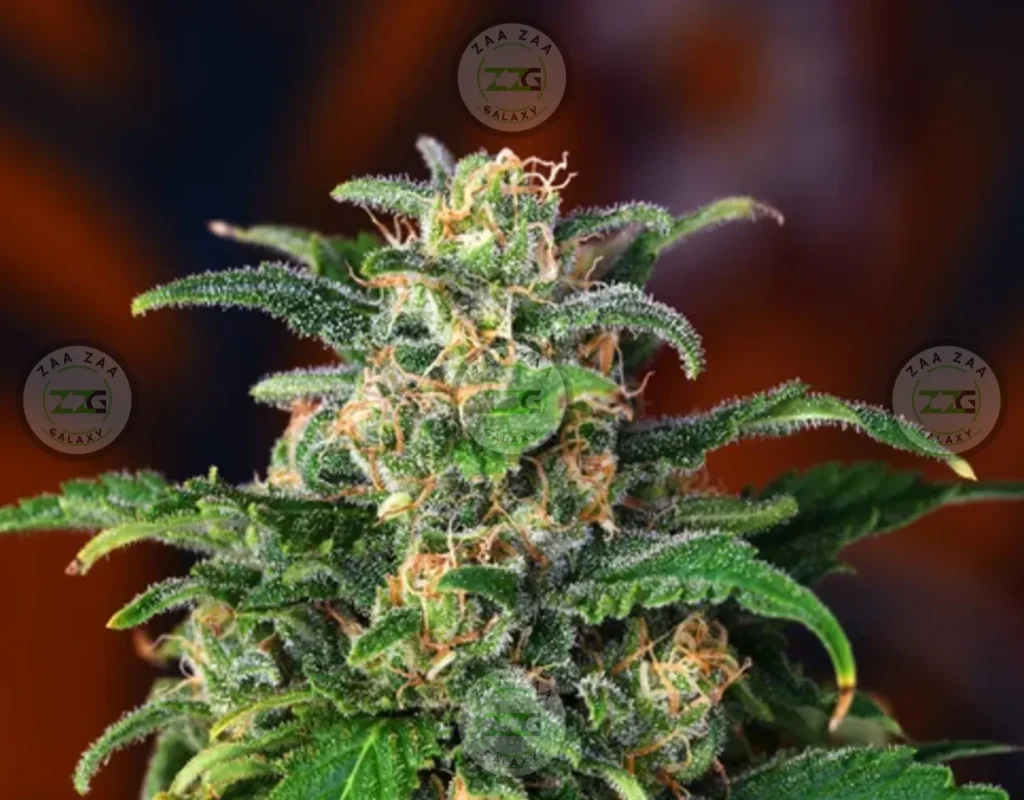 Sherbanger Cannabis in DC