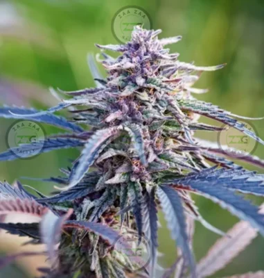 Zkittlez X Gary Payton Cannabis in DC