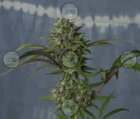 Blue Dream Cannabis in DC