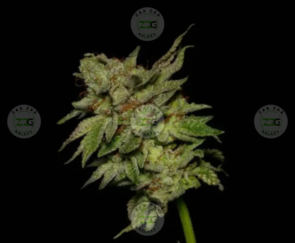 Candy Runtz Cannabis in DC