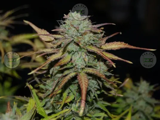 Coconut Horchata Cannabis in DC