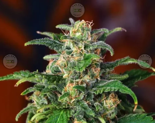 Dank Dough Cannabis in DC