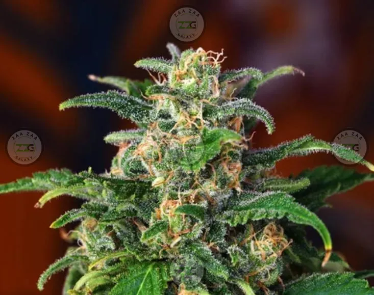 Dank Dough Cannabis in DC