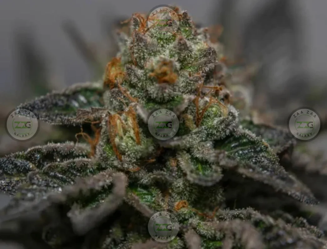 Gelato Float Cannabis in DC