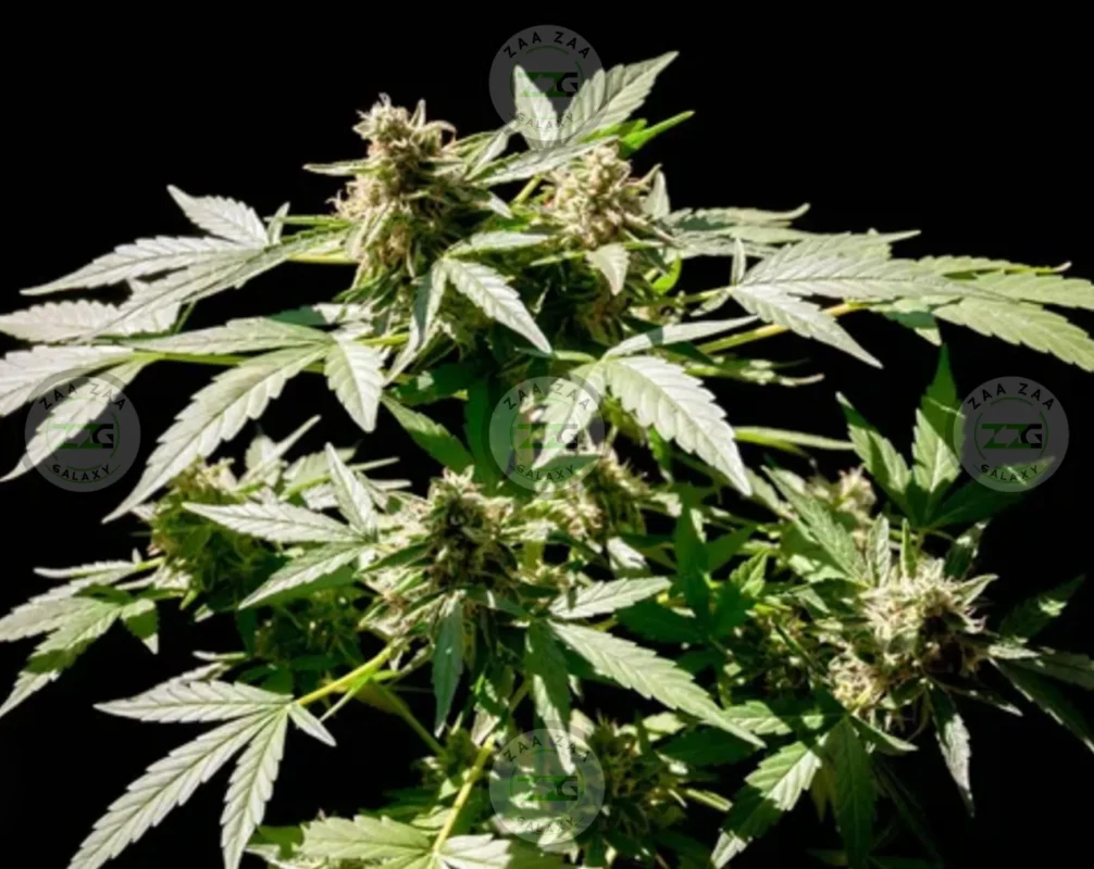 Jealousy Runtz Cannabis in DC