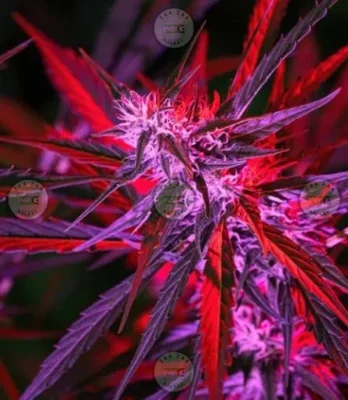 Lobster Butter Cannabis in DC