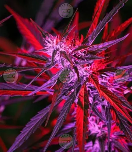 Lobster Butter Cannabis in DC