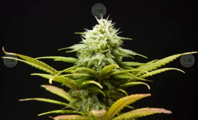 Mexican Flan Cannabis in DC