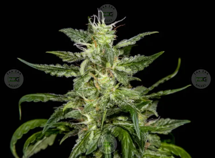 Papaya Cannabis in DC