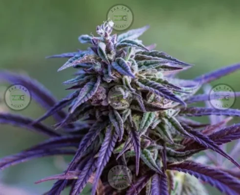 Short Cake Cannabis in DC