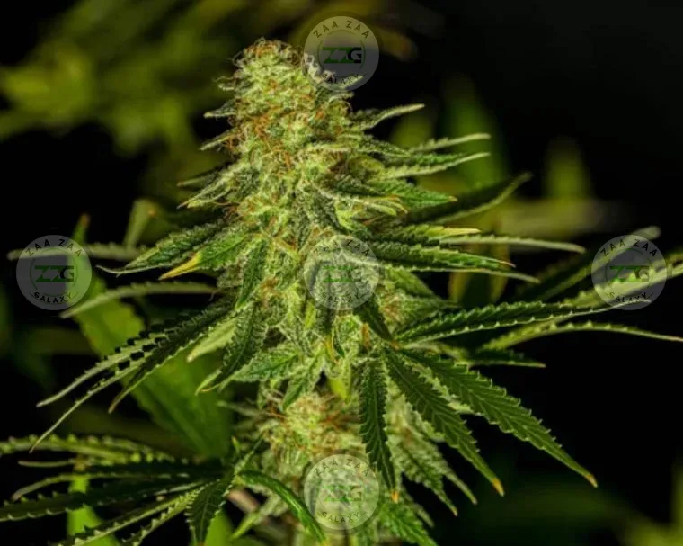 Sugar Tarts Cannabis in DC