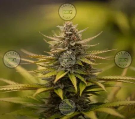 Wonka Cannabis in DC