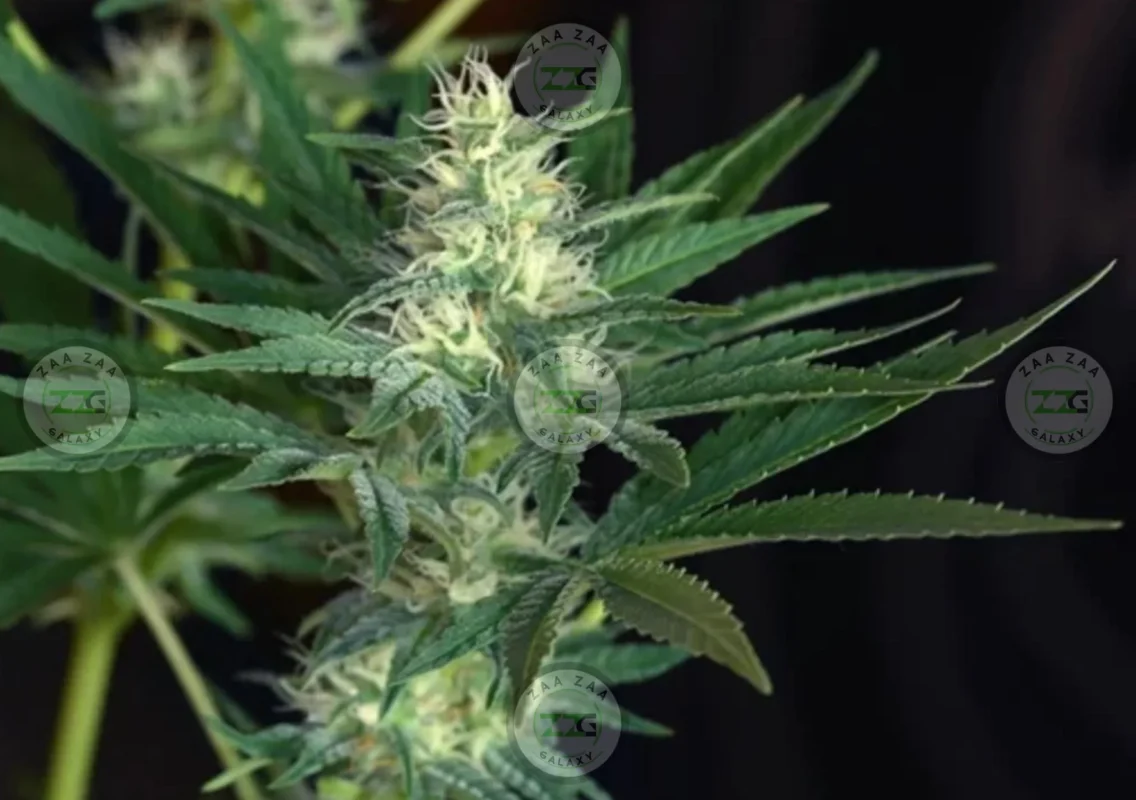 Orange Creamsicle Cannabis in DC